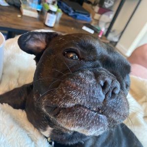 Meet your Posher, Rose